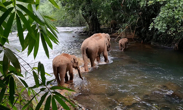കാട്ടാന നാട്ടിലിറങ്ങിയാല്‍ ഫോണില്‍ ഉടന്‍ മെസ്സേജ് വരും:  എഐ നിരീക്ഷണ സംവിധാനങ്ങള്‍ ഒരുക്കാന്‍ വനംവകുപ്പ് 

