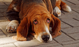 മറ്റൊരു ഹാച്ചി! ഉടമ മരിച്ചതറിയാതെ കണ്ണീരോടെ കാത്തിരുന്ന് വളര്‍ത്തുനായ, ഹൃദയം നുറുങ്ങി നെറ്റീസണ്‍സ് 
