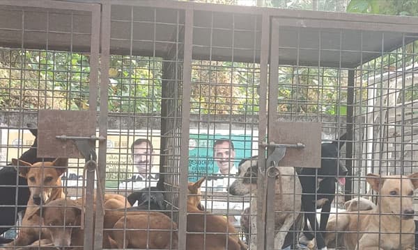 തെരുവ് നായ്ക്കളെ പിടികൂടി ഷെല്‍ട്ടറിലേക്ക് മാറ്റാന്‍ തുടങ്ങി ; നല്‍കിയിട്ടുള്ള വാഗ്ദാനം പാലിക്കുമെന്ന് വി.വി. രാജേഷ്