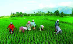 കാര്‍ഷിക മത്സ്യബന്ധന ക്ഷീര മേഖലയ്ക്കും മൃഗസംരക്ഷണത്തിനും കരുതല്‍ ; കാര്‍ഷിക മേഖലയ്ക്ക് 2024 കോടി 