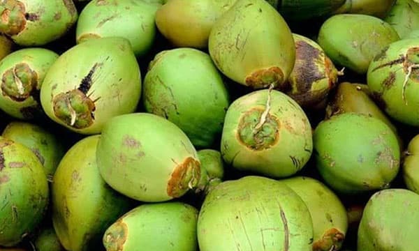 ചെറുകിട കര്‍ഷകര്‍ക്ക് പ്രത്യേക ശ്രദ്ധ ; കേര കര്‍ഷകര്‍ക്ക് പ്രോത്സാഹനം