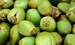 ചെറുകിട കര്‍ഷകര്‍ക്ക് പ്രത്യേക ശ്രദ്ധ ; കേര കര്‍ഷകര്‍ക്ക് പ്രോത്സാഹനം