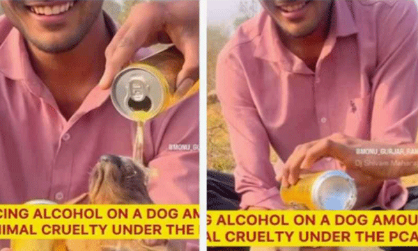 നായ്ക്കുട്ടിയെ ബലമായി ലഹരി കുടിപ്പിച്ച് യുവാക്കള്‍: പിടിച്ച് പോലീസില്‍ ഏല്‍പ്പിക്കണമെന്ന് നെറ്റീസണ്‍സ്
