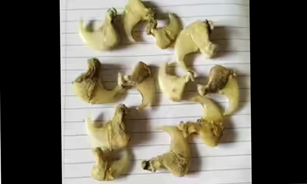  കണ്ണൂർ കതിരൂരിൽ കടുവത്തോലും നഖങ്ങളും ഉൾപ്പെടെ വിൽക്കാൻ ശ്രമം;  ഏഴംഗ സംഘം പിടിയിൽ