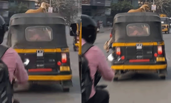 ഈ നഗരം എത്ര മനോഹരമാണ്! ഓട്ടോറിക്ഷയുടെ മുകളില്‍ ഇരുന്ന് തിരക്കേറിയ റോഡിലൂടെ യാത്ര ചെയ്യുന്ന നായ, വീഡിയോ 
