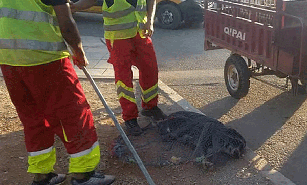 ഫിഫ ലോകകപ്പ് 2030: നഗരം ശുദ്ധീകരിക്കാൻ തെരുവ് നായ്ക്കളെ ഇല്ലാതാക്കി മൊറോക്കോ; വന്‍ വിമര്‍ശനം