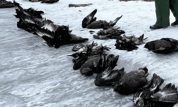  അന്‍റാർട്ടിക്കയില്‍ പക്ഷിപ്പനി പടരുന്നു; ജീവികൾക്ക് കൂട്ടവംശനാശ ഭീഷണി