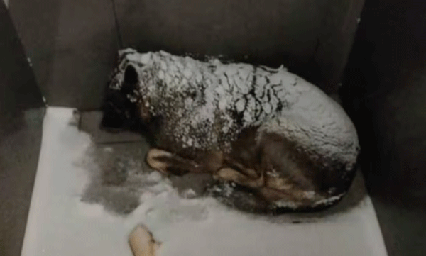 തെരുവില്‍ തണുത്തുവിറച്ചു കിടന്ന നായയ്ക്ക് പുതപ്പ് നല്‍കി: ഡെലിവറിബോയിയെ ജോലിയില്‍ നിന്ന് പിരിച്ചുവിട്ടു, ആളികത്തി ജനരോഷം 
