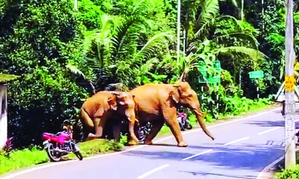 കേരളത്തില്‍ വീണ്ടും കാട്ടാന ആക്രമണം ; യുവാവിന് ചവിട്ടേറ്റ് ദാരുണാന്ത്യം