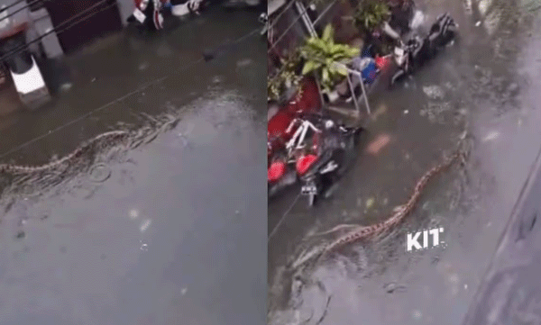 ബാലിയില്‍ പ്രളയക്കെടുതി: തെരുവില്‍ ഭീതി സൃഷ്ടിച്ച് ഒഴുകിയെത്തി മലമ്പാമ്പുകള്‍, വീഡിയോ പുറത്ത് 
