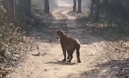 കടുവയ്ക്ക് നേരെ പത്തിവിടര്‍ത്തി മൂര്‍ഖന്‍, ഒടുവില്‍: വൈറലായി വീഡിയോ 
