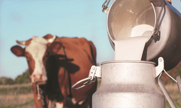 ഗ്രാമത്തിൽ പാൽ വിതരണം നടത്തിയിരുന്നയാളുടെ എരുമ പേവിഷ ബാധയേറ്റ് ചത്തു ; നാട്ടുകാര്‍ ഭീതിയിൽ