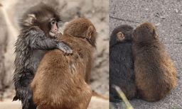 അവന്‍ ഇനി ഒറ്റയ്ക്കല്ല! പഞ്ചിന് കൂട്ടായി മോമോ ചാന്‍, മനം കവരും ഈ ചിത്രങ്ങള്‍
