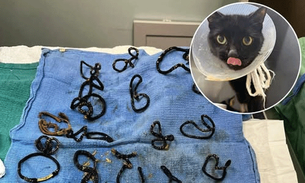 കടുത്ത വയറുവേദന: പൂച്ചയുടെ വയറ്റില്‍ നിന്ന് പുറത്തെടുത്തത് 26 ഹെയര്‍ബാന്‍ഡുകള്‍ 
