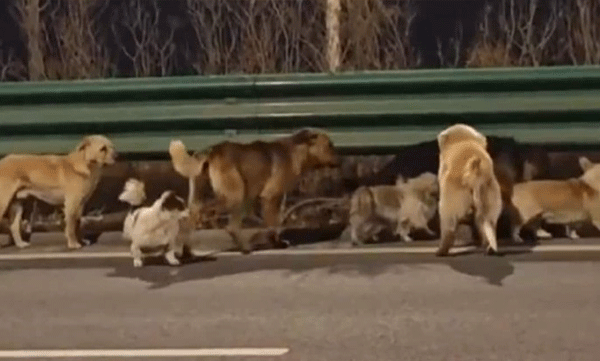 കശാപ്പുകാരുടെ കയ്യില്‍ നിന്ന് അതിവിദഗ്ധമായി രക്ഷപ്പെട്ട് ഏഴ് നായ്ക്കള്‍: രണ്ട് ദിവസംകൊണ്ട് താണ്ടിയത് 17 കിലോമീറ്റര്‍, വൈറലായി ദൃശ്യങ്ങള്‍
