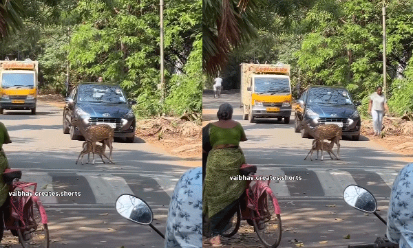 നടുറോഡില്‍ കുഞ്ഞിന് പാലൂട്ടുന്ന അമ്മ മാന്‍: ക്ഷമയോടെ കാത്ത് നിന്ന് യാത്രക്കാര്‍, ഹൃദയം കീഴടക്കി വീഡിയോ 

