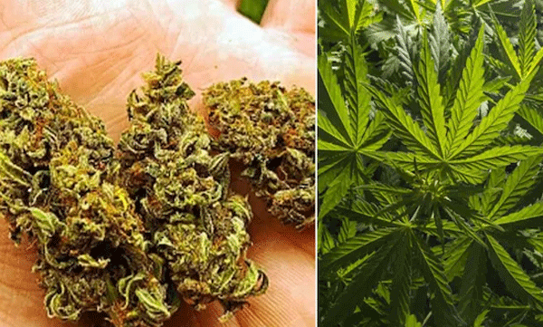 27 കിലോയോളം കഞ്ചാവുമായി ഇതര സംസ്ഥാന തൊഴിലാളികൾ പിടിയിൽ