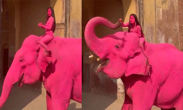 ഫോട്ടോഷൂട്ടിനായി പിങ്ക്പെയിന്റടിച്ച  ആന ചരിഞ്ഞു: കലയുടെ പേരില്‍ നടന്നത് ക്രൂരതയെന്ന് നെറ്റീസണ്‍സ് ​
