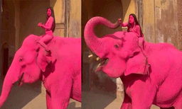 ഫോട്ടോഷൂട്ടിനായി പിങ്ക്പെയിന്റടിച്ച  ആന ചരിഞ്ഞു: കലയുടെ പേരില്‍ നടന്നത് ക്രൂരതയെന്ന് നെറ്റീസണ്‍സ് ​
