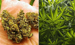 വാൻറോസ് ജംഗ്ഷന് സമീപം സ്കൂട്ടറിൽ നിരവധി കേസുകളിലെ പ്രതി സുരാജ്, പരിശോധിച്ചപ്പോൾ കഞ്ചാവ്; 3 പേർ പിടിയിൽ