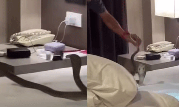 അവധി ആഘോഷക്കാനെത്തി, ദമ്പതികളുടെ മുറിയില്‍ ഒളിച്ചിരുന്ന് കരിമൂര്‍ഖന്‍: രക്ഷപ്പെട്ടത് തലനാരിഴയ്ക്ക് 
