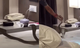 അവധി ആഘോഷക്കാനെത്തി, ദമ്പതികളുടെ മുറിയില്‍ ഒളിച്ചിരുന്ന് കരിമൂര്‍ഖന്‍: രക്ഷപ്പെട്ടത് തലനാരിഴയ്ക്ക് 
