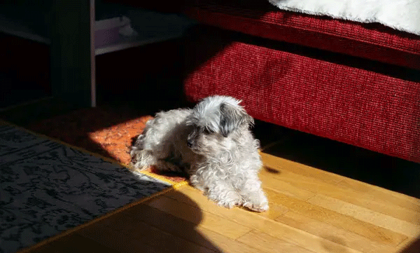 നായയെ അയൽവാസി വിഷം വച്ചുകൊന്നു, ജോലി പോലും രാജിവച്ച് നിയമപഠനം, 3 വർഷം യുവതിയുടെ പോരാട്ടം