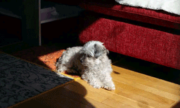 നായയെ അയൽവാസി വിഷം വച്ചുകൊന്നു, ജോലി പോലും രാജിവച്ച് നിയമപഠനം, 3 വർഷം യുവതിയുടെ പോരാട്ടം