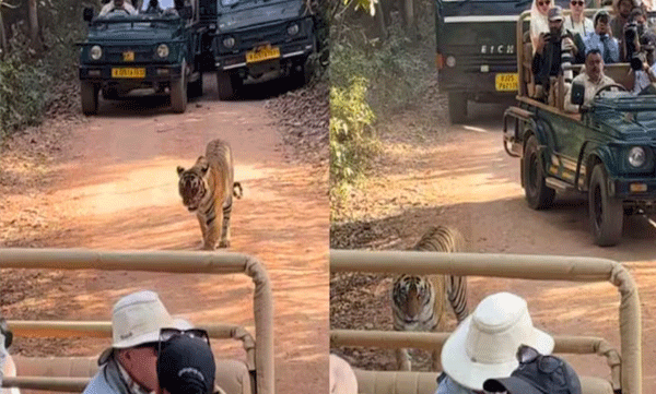 ദേശീയോദ്യാനത്തില്‍ കടുവയെ വളഞ്ഞ് സഫാരി വാഹനങ്ങള്‍: മനുഷ്യനായാല്‍ മര്യാദ വേണമെന്ന് നെറ്റീസണ്‍സ് 

