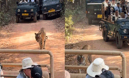 ദേശീയോദ്യാനത്തില്‍ കടുവയെ വളഞ്ഞ് സഫാരി വാഹനങ്ങള്‍: മനുഷ്യനായാല്‍ മര്യാദ വേണമെന്ന് നെറ്റീസണ്‍സ് 
