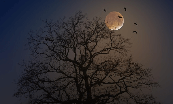 ചന്ദ്രനെ വലംവെച്ച വിത്തുകളില്‍ നിന്ന് മുളപ്പിച്ച മരങ്ങള്‍: കൗതുകമായി ഭൂമിയിലെ ചന്ദ്രവൃക്ഷങ്ങള്‍
