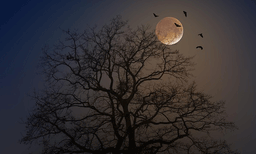 ചന്ദ്രനെ വലംവെച്ച വിത്തുകളില്‍ നിന്ന് മുളപ്പിച്ച മരങ്ങള്‍: കൗതുകമായി ഭൂമിയിലെ ചന്ദ്രവൃക്ഷങ്ങള്‍
