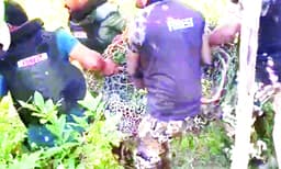 വയനാട്ടില്‍ ഭീതി പരത്തിയ പുലി ചത്തു