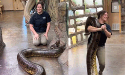 ഭാരം 131 കിലോ! ഭീമന്‍ അനാക്കോണ്ടയെ ചുമലിലേറ്റി യുവതി, അമ്പരപ്പിക്കും ഈ ദൃശ്യങ്ങള്‍
