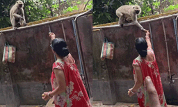 സോപ്പ് കളയടാ കുട്ടാ..ഈ ഉരുളക്കിഴങ്ങ് എടുത്തോ: കുരങ്ങന് ഒരമ്മയുടെ സ്‌നേഹശാസന, വൈറലായി വീഡിയോ 
