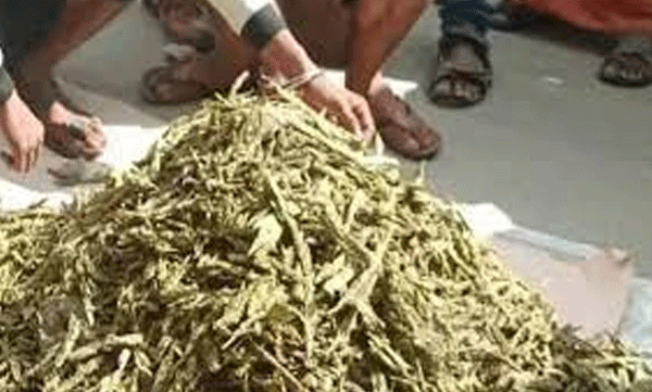 ചന്തിരൂരില്‍ ഒന്നേകാൽ കിലോ കഞ്ചാവ് പിടികൂടി