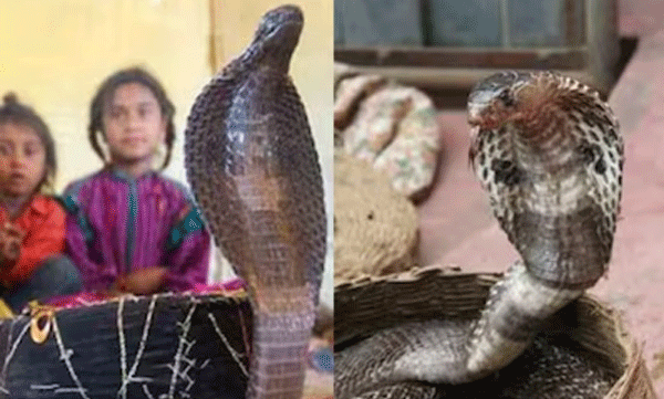 ഇവിടെ പാമ്പുകള്‍ ശത്രുക്കളല്ല, മിത്രങ്ങള്‍: ഇത് പാമ്പുകളെ പേടിക്കാത്ത അത്ഭുത ഗ്രാമം 

