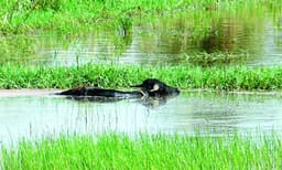 കന്നുകാലികള്‍ ചാകുന്നു, വീഴുന്നു; മുട്ട ഉല്‍പ്പാദനം കുറഞ്ഞ്‌ കോഴിയും താറാവും
