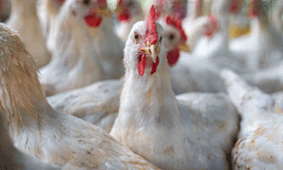 photo; representative image