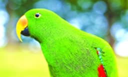 തത്തകള്‍ സംസാരിക്കുന്നത്‌ അര്‍ഥം 'മനസി'ലാക്കിയാണ്‌ 