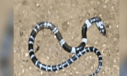 photo; representative image