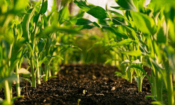 photo; representative image