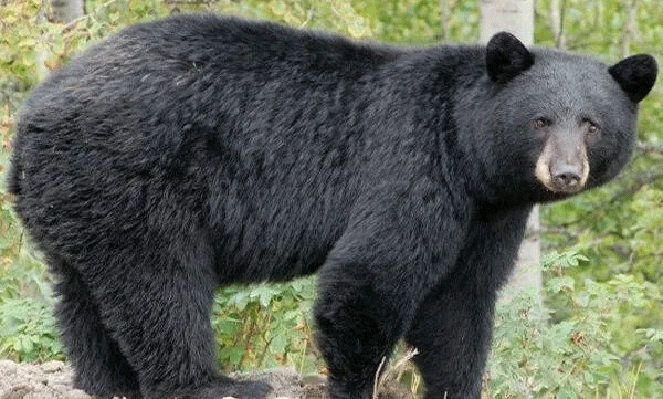 വേനല്‍ ചൂട്  , ഇടുക്കിയില്‍ വീട്ടുമുറ്റത്ത് കരടികള്‍; ചെടിച്ചട്ടി തളളി താഴെയിട്ടു 