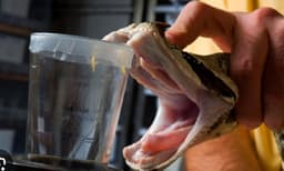 ഗുജറാത്തില്‍ പ്രാദേശിക പാമ്പുകളില്‍ നിന്ന് വിഷം ശേഖരിക്കുന്നു ; പാമ്പുകടിക്കെതിരേ ആന്റി-വെനം നിര്‍മ്മിക്കാന്‍ നീക്കം 