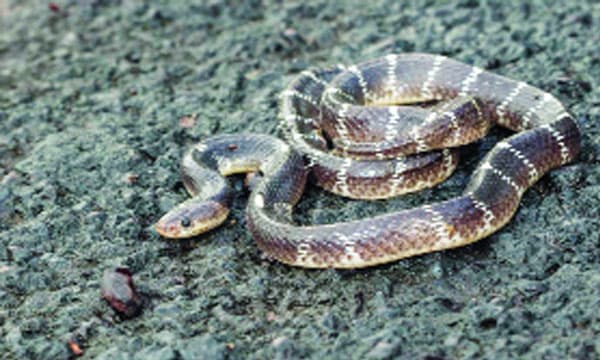 പാമ്പിനെ പോക്കറ്റിലിട്ട് ചായകുടിക്കാനെത്തി ; അതിഥി തൊഴിലാളിയുടെ അഭ്യാസം, കടിയേറ്റു, നാട്ടുകാര്‍ പൊക്കിയെടുത്ത് ആശുപത്രിയില്‍ എത്തിച്ചു 