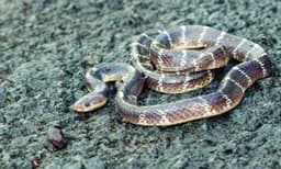 പാമ്പിനെ പോക്കറ്റിലിട്ട് ചായകുടിക്കാനെത്തി ; അതിഥി തൊഴിലാളിയുടെ അഭ്യാസം, കടിയേറ്റു, നാട്ടുകാര്‍ പൊക്കിയെടുത്ത് ആശുപത്രിയില്‍ എത്തിച്ചു 