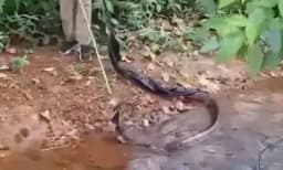 സഹോദരങ്ങള്‍ക്ക് പാമ്പുകടിയേറ്റ സംഭവം ; അഞ്ചാമത്തെ പാമ്പിനെയും കണ്ടെത്തി ; വീട്ടില്‍ പരിശോധന