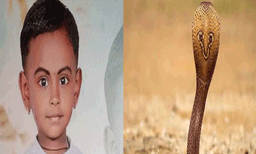 കാസർഗോഡ് പാമ്പുകടിയേറ്റ് ചികിത്സയിലായിരുന്ന നാലരവയസുകാരി മരിച്ചു
