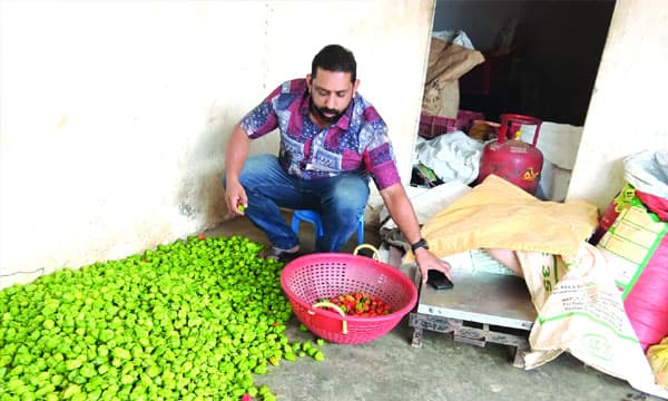 മാലിമുളകിന്റെ വ്യാപാരത്തില്‍ ശ്രദ്ധനേടി ജോയിസ് ജോസ് ; കിലോയ്ക്ക് 150 മുതല്‍ 200 വരെ വില 
