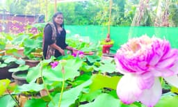  മയൂരി, പനിനീര്‍ താമര ഇനങ്ങള്‍ക്ക് ദേശീയ അംഗീകാരം ; രജിസ്‌ട്രേഷന്‍ നേടി തിരുവല്ല സ്വദേശി  കെ.വി അജിത